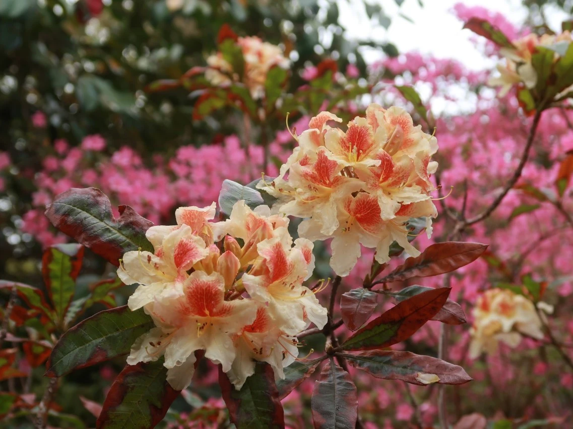 'Glory of Littleworth'